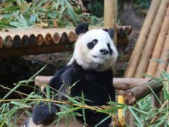 -深圳野生动物园