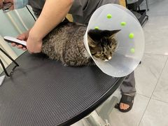 -中农大我爱我爱动物医院·核磁CT·猫病·24小时夜诊中心(石佛营店)