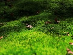 -西芳寺(苔寺)