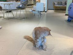 -藏猫猫咖啡主题馆(中央大道店)