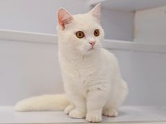 -COLOR PETS 撸猫馆·购猫·猫咖(长风大悦城店)