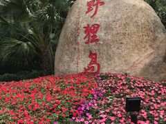 -野狸岛