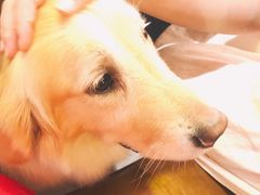 -百好乐宠物友好餐厅(朝外大街店)