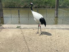 -盐城丹顶鹤湿地生态旅游区