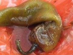 -咱家王新国把子肉(县东巷店)