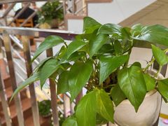 -南沙辉记烧鸡·荔枝木炭火吊烧(旧镇店)
