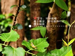 -青龙山国家森林公园
