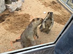 -西霞口神雕山野生动物世界