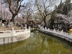 -桃花堤公园