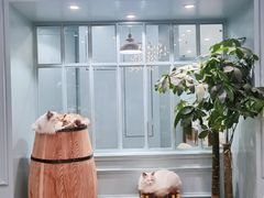 -安格丽娜·狗咖·猫咖羊驼咖(春熙路百盛商场店)