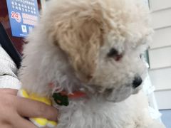 -顺强宠物诊所·狂犬免疫·夜诊·骨科(嘉定店)