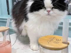 -安格丽娜·狗咖·猫咖羊驼咖(春熙路百盛商场店)
