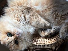 -豆逗聊愈猫阁Easy Life