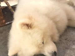 -more than meow吴止猫主题餐厅(承德 中船汇店)