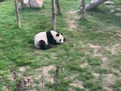-西霞口神雕山野生动物世界