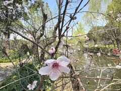 -南汇桃花村