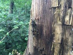 -东天目山风景区