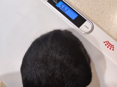 -艾贝尔宠物医院·24H转诊中心·肿瘤猫专科(江宁双龙店)