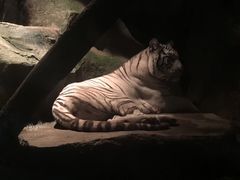 -清迈夜间动物园