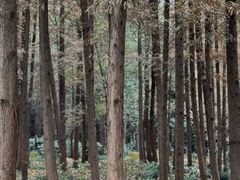 -上海滨江森林公园
