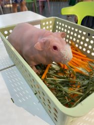 -Moni星球萌宠·小马宝莉·灵蛇·高端高阶全萌宠互动体验俱乐部(红豆国际广场店)