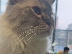 -怪兽屋·羊驼·猫咖·狗咖(俊华广场店)