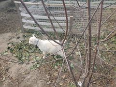 -小鱼草莓采摘园农家乐·小鱼餐厅