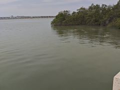 -宝安西湾红树林湿地公园