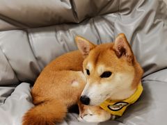 -逗柴咖啡屋·狗咖猫咖宠物桌游
