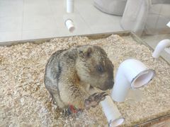 -怪兽屋·羊驼·猫咖·狗咖(俊华广场店)