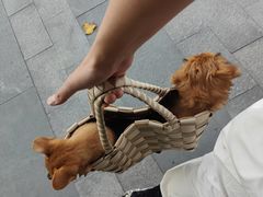 -瑞鹏宠物医院·眼科·皮肤·中兽医(大悦城分院)