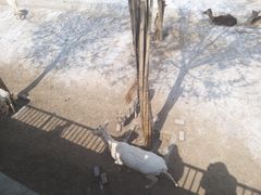 -石家庄市动物园