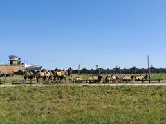 -呼伦贝尔大草原巴尔虎蒙古部落民俗旅游度假景区