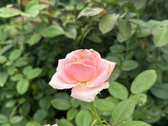 -亚龙湾国际玫瑰谷