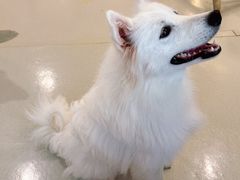 -共舞时光猫咖·狗咖(新街口店)