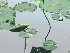-莲花池公园