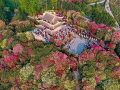 -贵州百里杜鹃风景名胜区