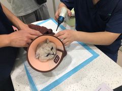 -佳雯宠物医院(金华南路分院)