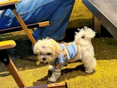 -J Create城市露营咖啡·简餐·宠物(上海动物园店)