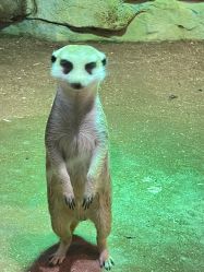 点击看大图 -宝燕乐园(闵行旗舰店)