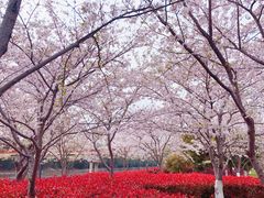 -高东镇樱花园