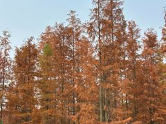 -白鹭湾湿地公园