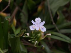 -花溪公园