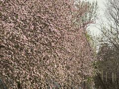 -洛阳市隋唐城遗址植物园