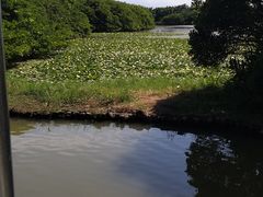-大湾区中央湿地公园