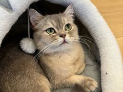 -Let's go狗咖·猫咖·奶狗·桌游(春熙路IFS店)