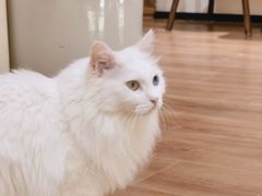 -有猫主题·治愈系猫咖(曾厝垵店)