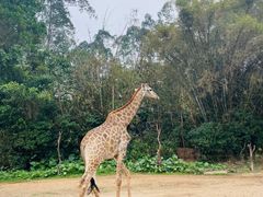-广州长隆野生动物世界