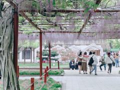 -嘉定紫藤园
