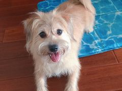 -翊宠yipet猫狗购宠庄园犬舍•猫舍